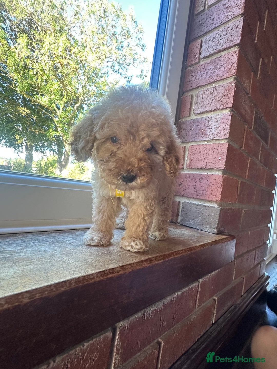 Cockapoo dogs for sale: 8 beautiful, stunning cockapoo  - Image 7