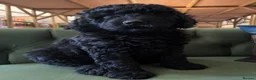 Bernedoodle dogs for sale: Black Bernedoodle Boy 1250 - Advert 1