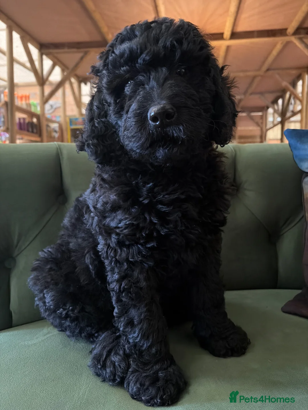 Bernedoodle dogs for sale: Black Bernedoodle Boy 1250 - Advert 1