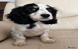 Cocker Spaniel dogs for sale: Cocker Spaniel Boy Puppy - Image 3