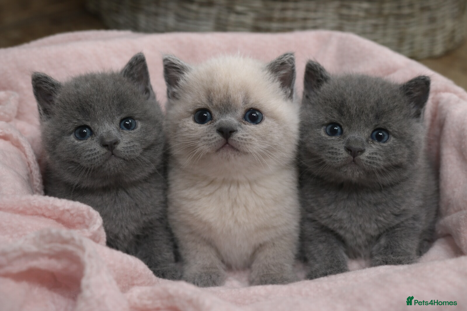 British Shorthair cats British Shorthair Kittens for sale - Advert 13