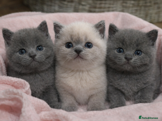 British Shorthair cats British Shorthair Kittens for sale - Advert 13