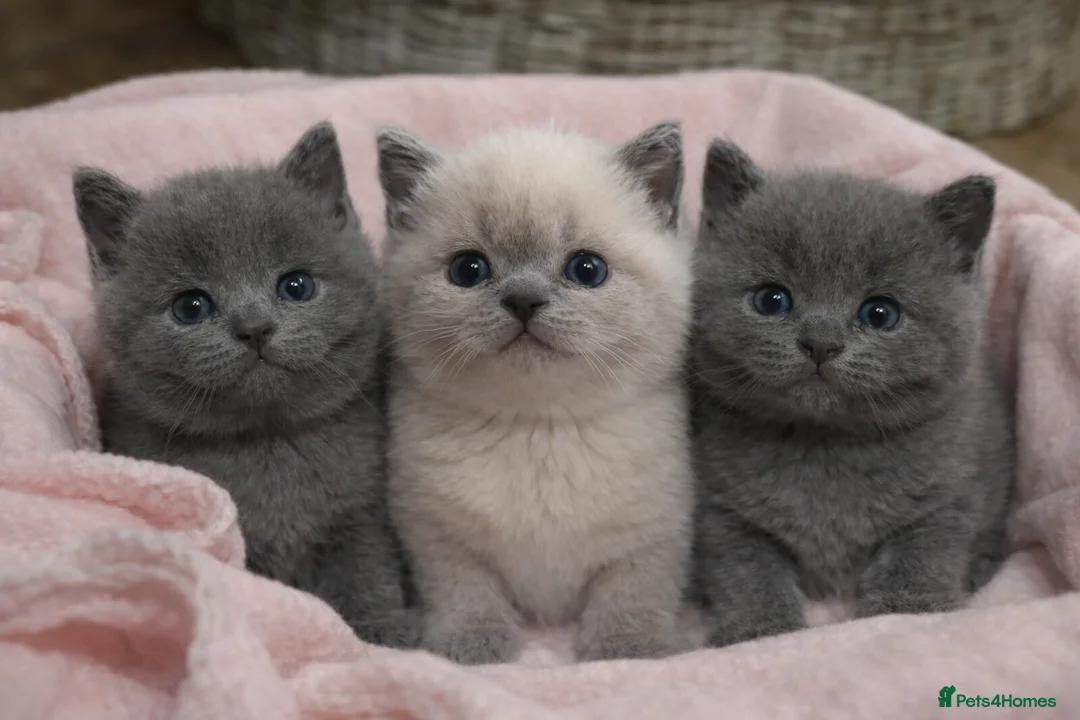 British Shorthair cats for sale: 💙British Shorthair blue boys Ready to leave - Advert 2