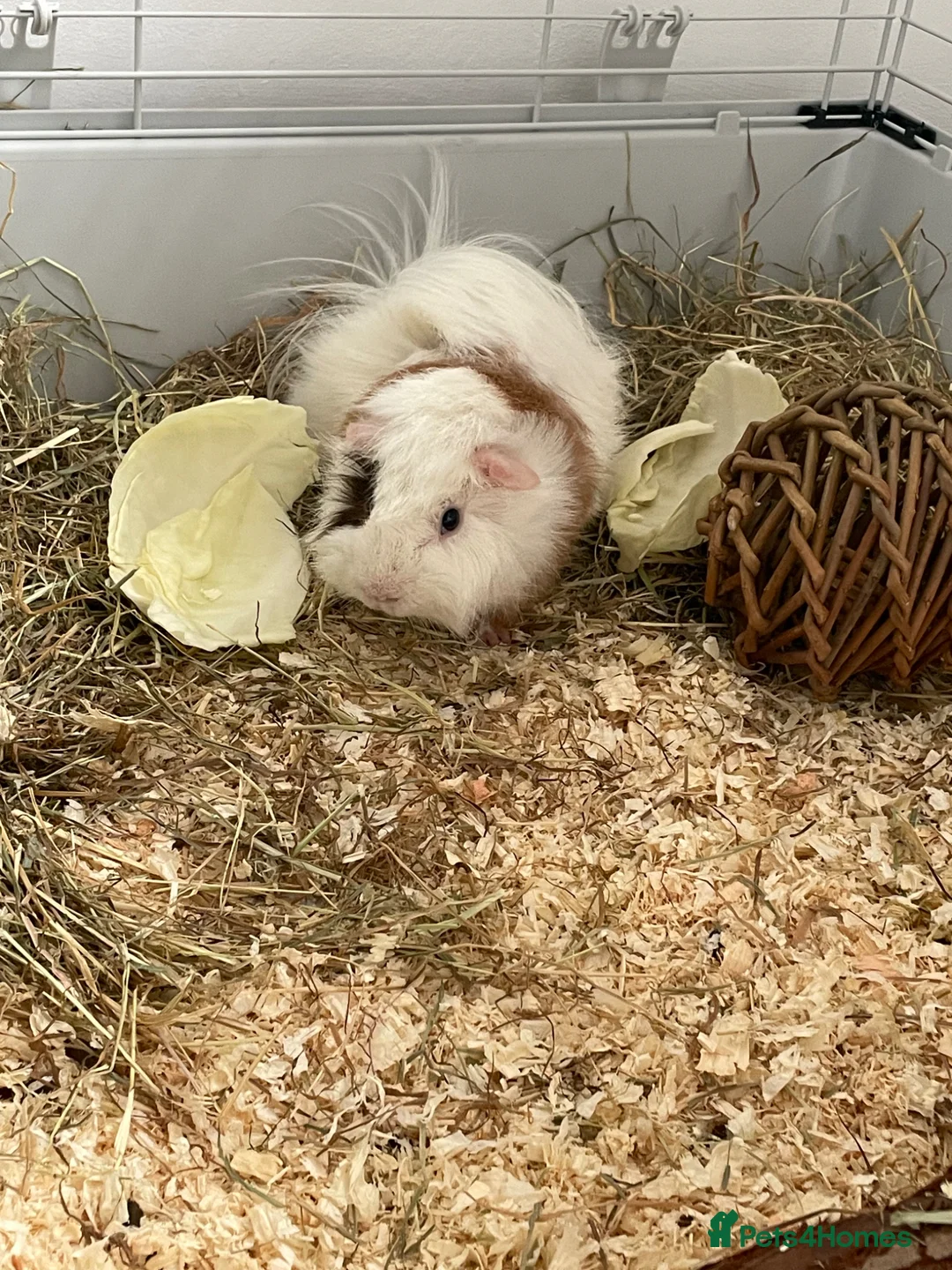 Guinea Pig rodents for sale: Single boar  - Advert 5