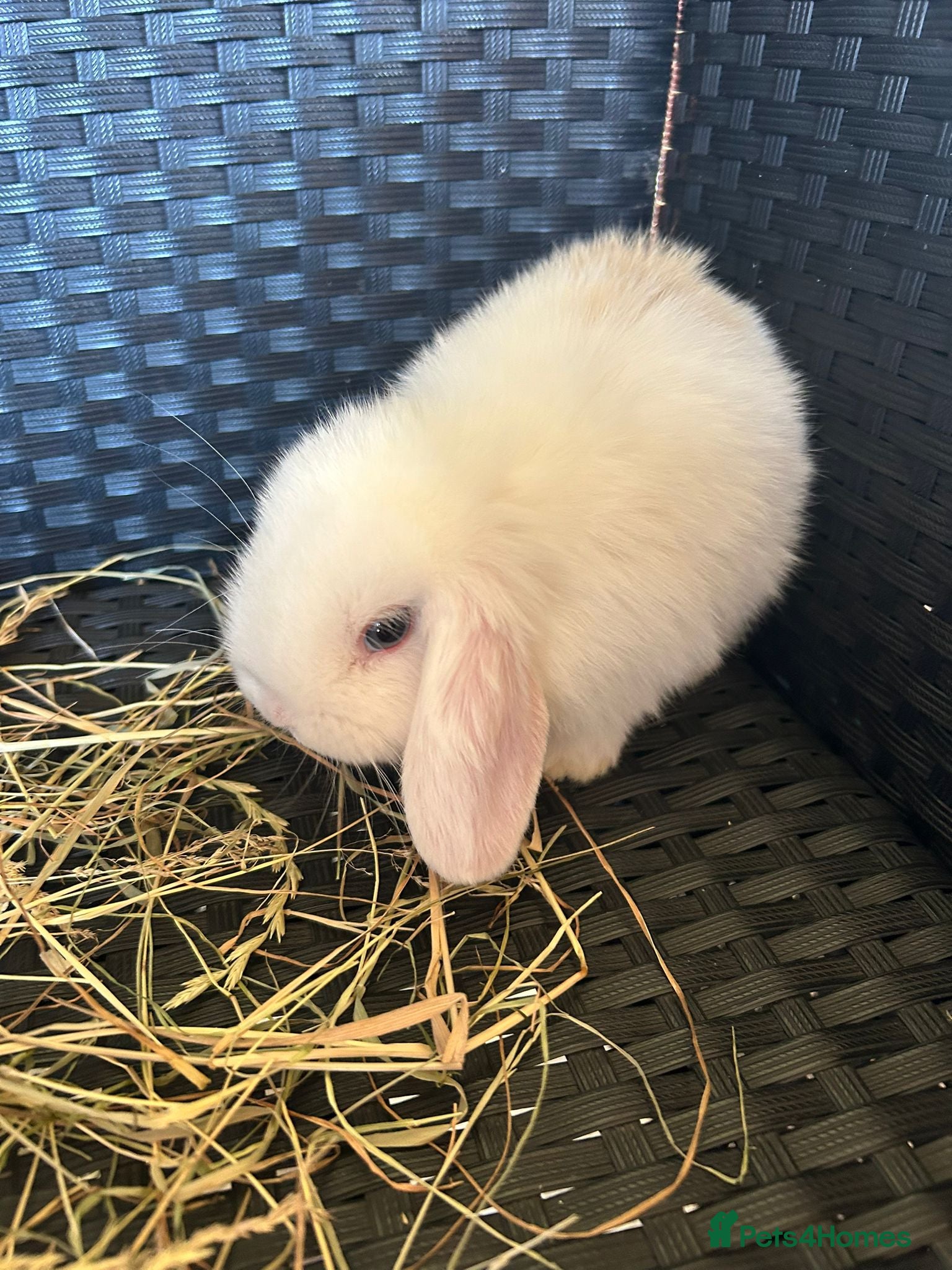 Mini Lop rabbits Beautiful mini lops - Advert 9