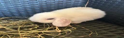 Mini Lop rabbits for sale: Beautiful mini lops - Advert 1