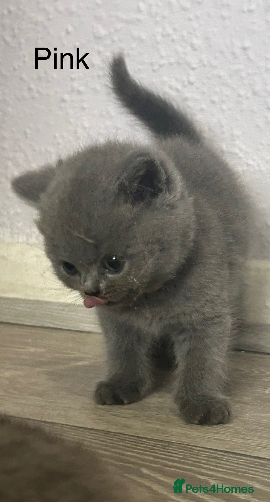 British Shorthair cats for sale: Pedigree GCCF BSH kittens ready in 2 weeks time !! - Image 11
