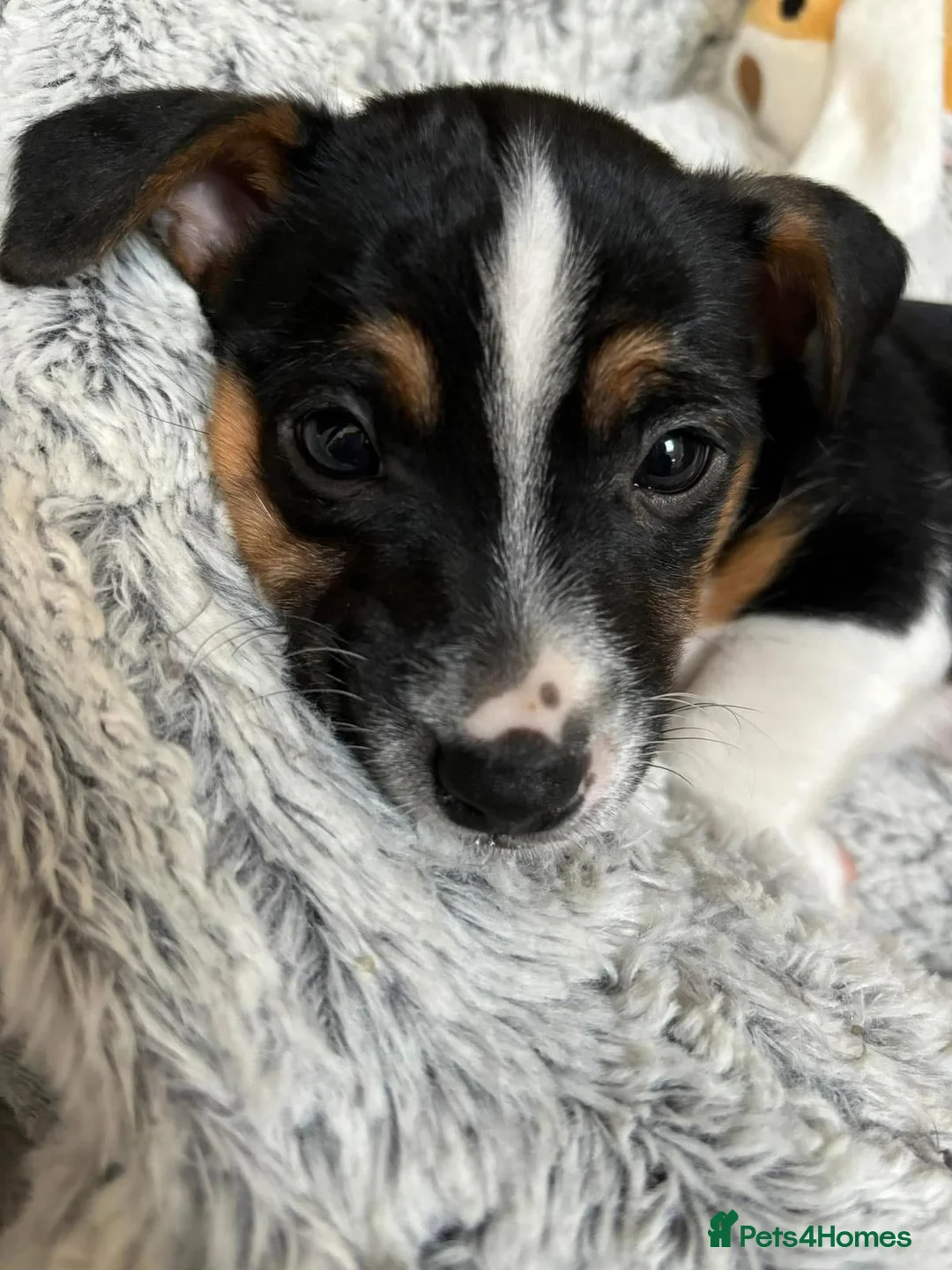 Jack Russell dogs for stud: Scamp Jack Russell  - Advert 2