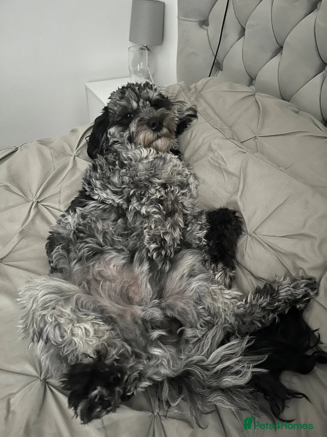Cavapoo dogs for sale: 2 year old cavapoo for sale   - Advert 9