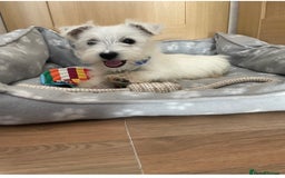 West Highland Terrier dogs for sale: Beautiful west highland terriers puppys - Image 17