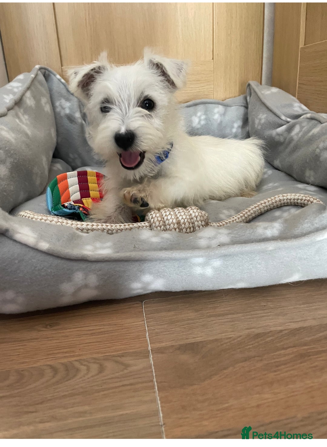 West Highland Terrier dogs for sale: Beautiful west highland terriers puppys - Image 17