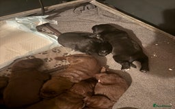 Cockerdor dogs for sale: Beautiful Cockerador Puppies  - Image 11