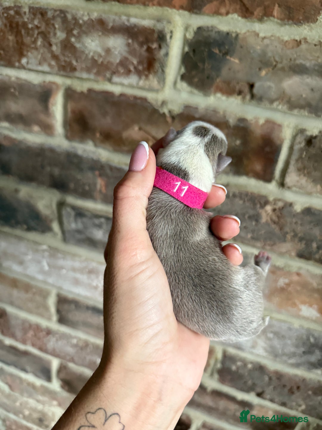 Boston Terrier dogs for sale: Boston Terrier puppies 🐶 - Advert 11