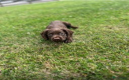 Cocker Spaniel dogs for sale: 💗 2 girls ready now 💗 - Image 3