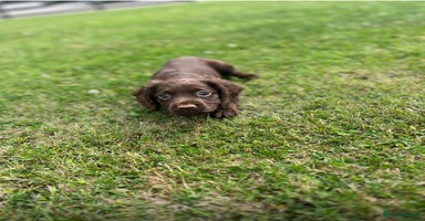 Cocker Spaniel dogs - Advert 8
