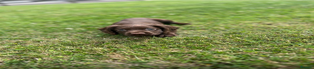 Cocker Spaniel Puppy 2