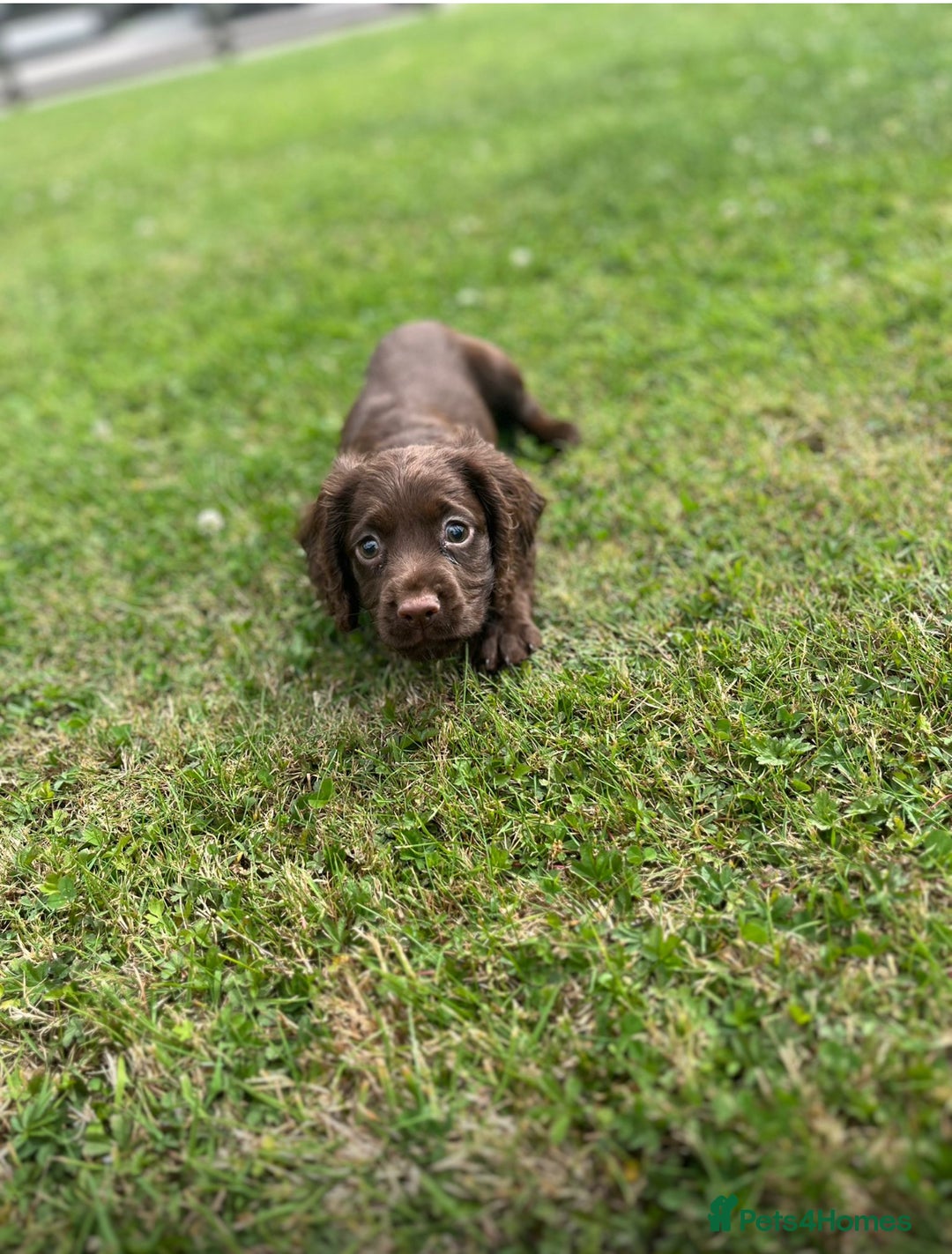 Cocker Spaniel dogs for sale: 💗 2 girls ready now 💗 - Image 3