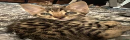 Savannah cats for sale: Savannah X Bengal sepia kittens  - Advert 12