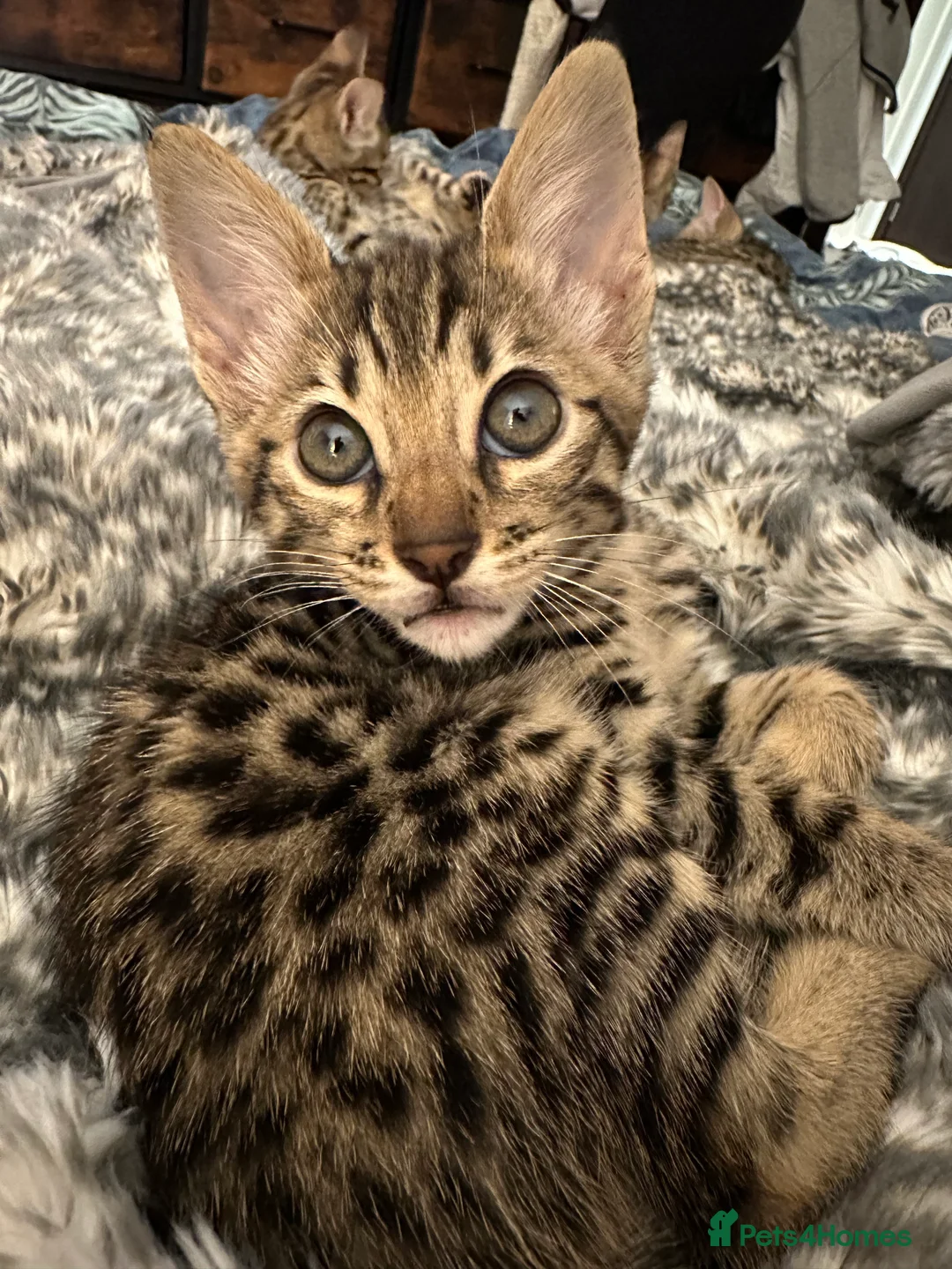 Savannah cats for sale: Savannah X Bengal sepia kittens  - Advert 12