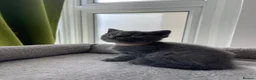 British Shorthair cats for sale: Beautiful British Kittens 🍂 - Advert 9