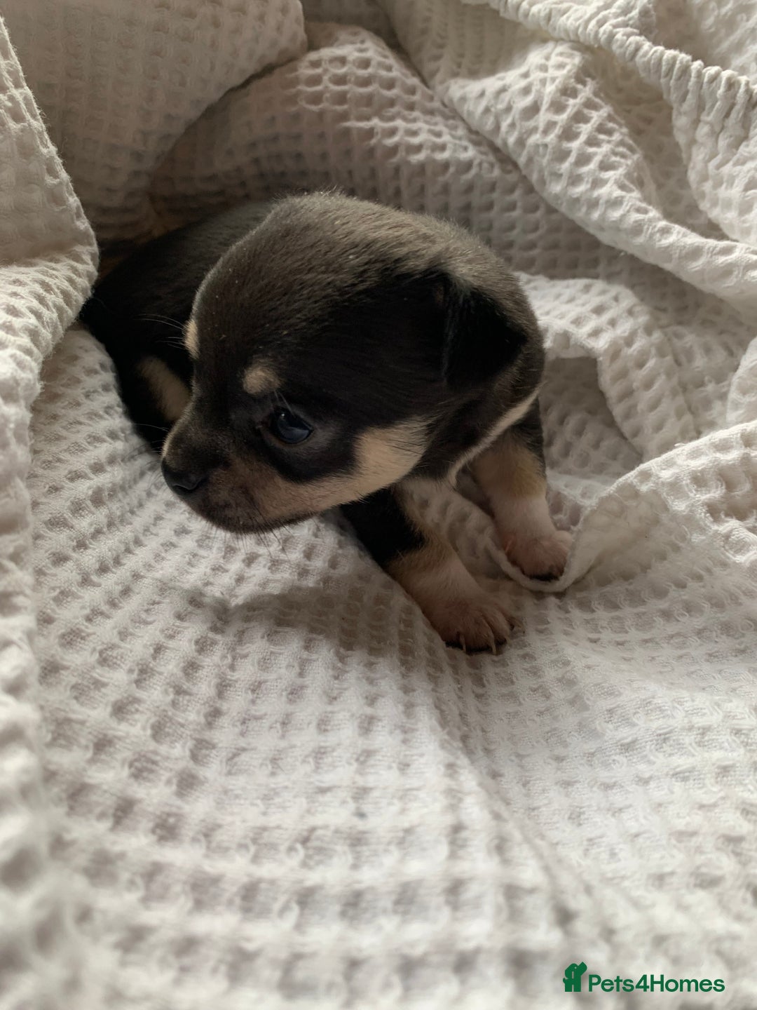 Chihuahua dogs for sale: 💛 Beautiful Chihuahua Pups – Ready 2nd Jan 26 💛 - Advert 4