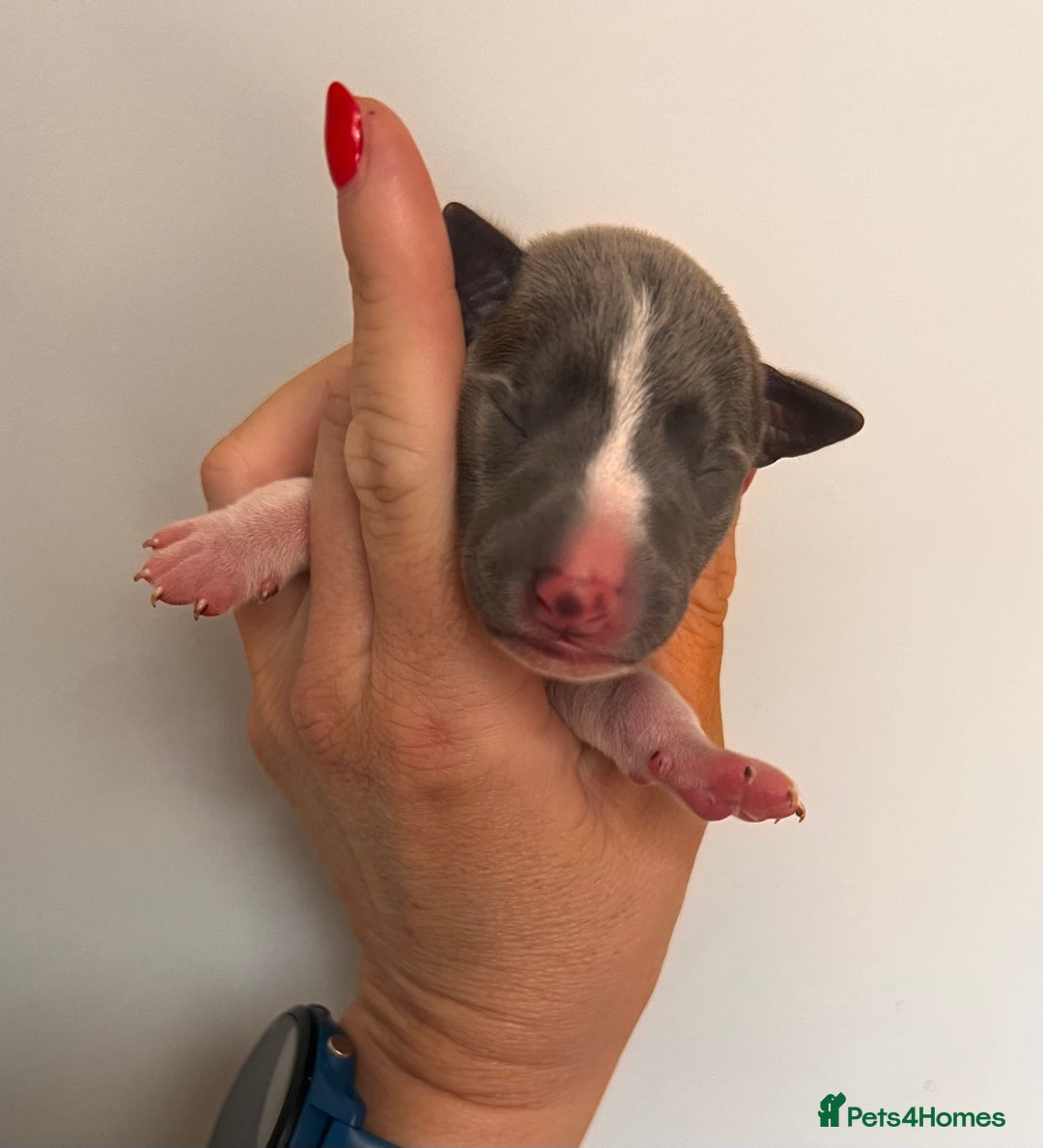 Whippet dogs for sale: Lovely petite Whippets - Image 30