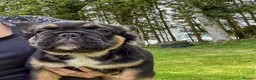 French Bulldog dogs for sale: Ready NOW Adorable Fluffy French Bulldog Puppies - Advert 11