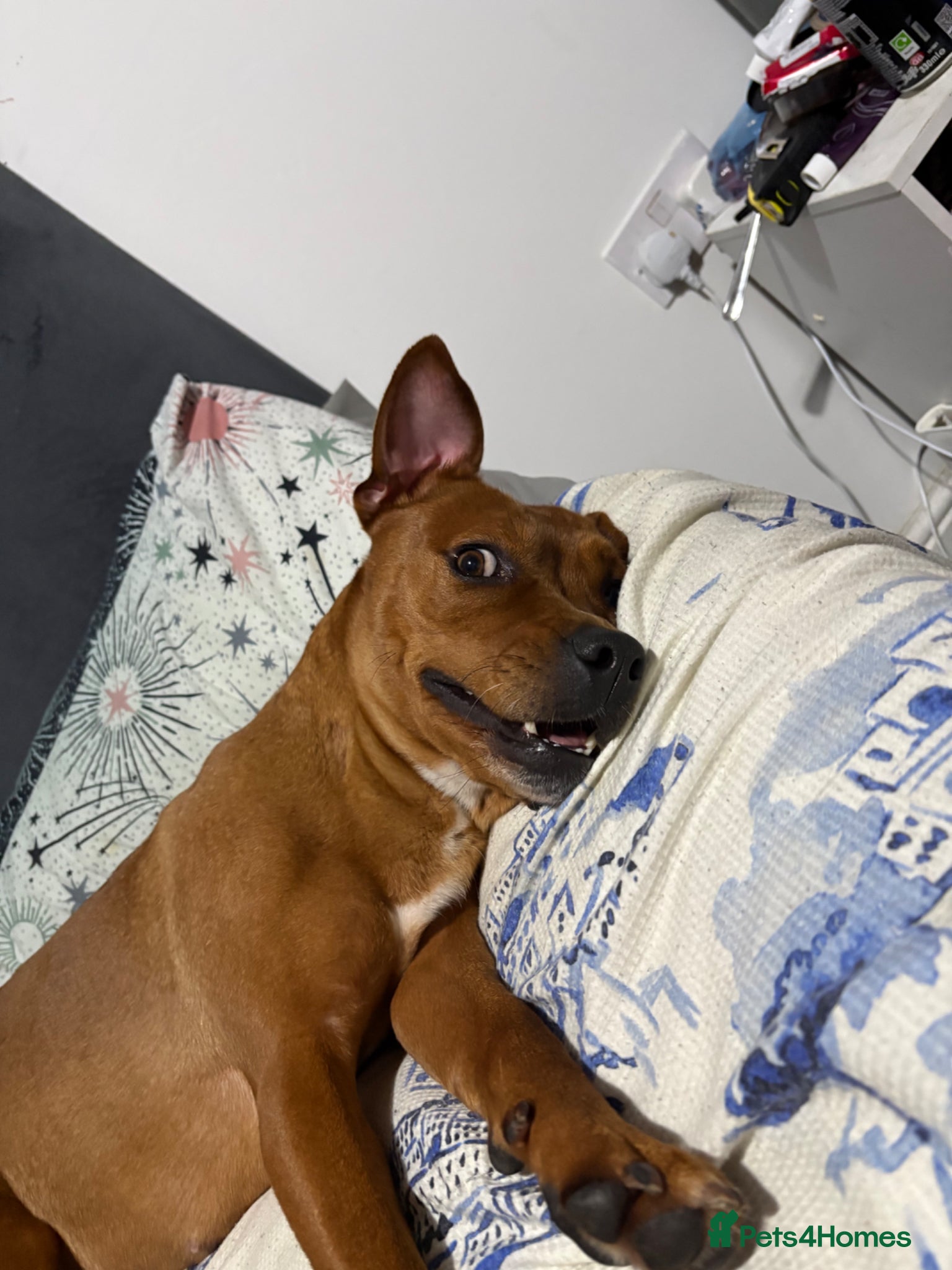 Mixed Breed dogs 3 yr old Female staffy mix named willow - Advert 1