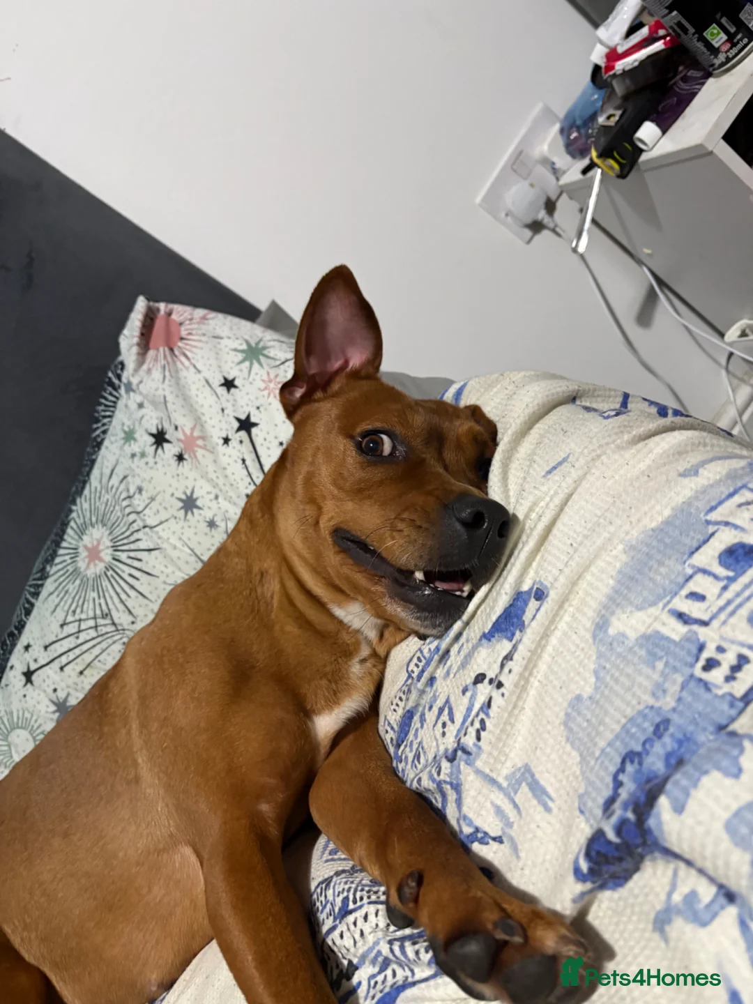 Mixed Breed dogs for sale: 3 yr old Female staffy mix named willow - Advert 1