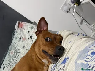 Mixed Breed dogs 3 yr old Female staffy mix named willow - Advert 3