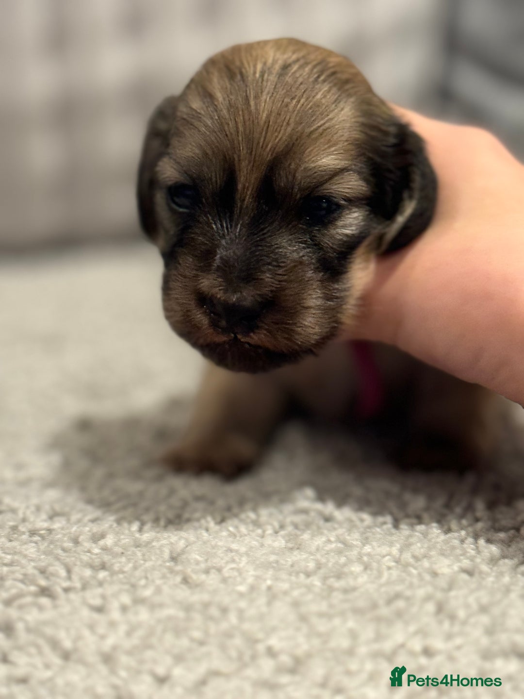 Miniature Dachshund dogs for sale: Reservation list now open! - Image 16