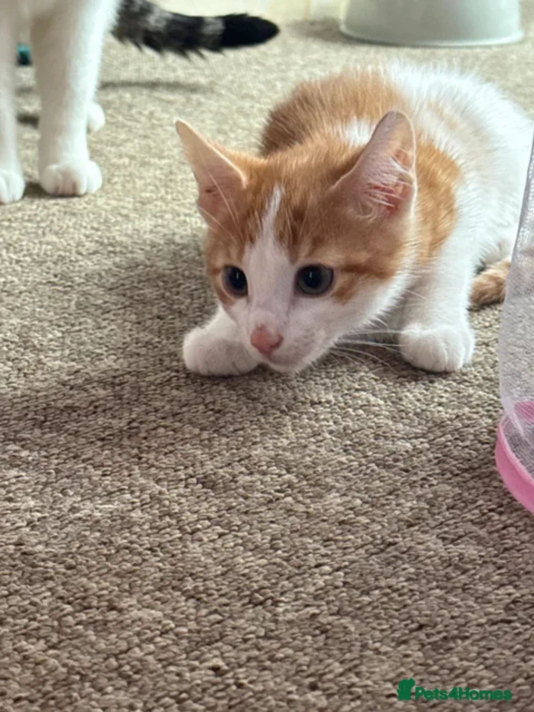 Domestic Shorthair cats for sale: Male kitten for sale - Advert 3