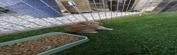 English Lop rabbits for sale: Holland English lop eared rabbits - Advert 4