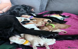 Cocker Spaniel dogs for sale: COCKER SPANIEL LITTER OF 9 IN SCARBOROUGH  - Image 2
