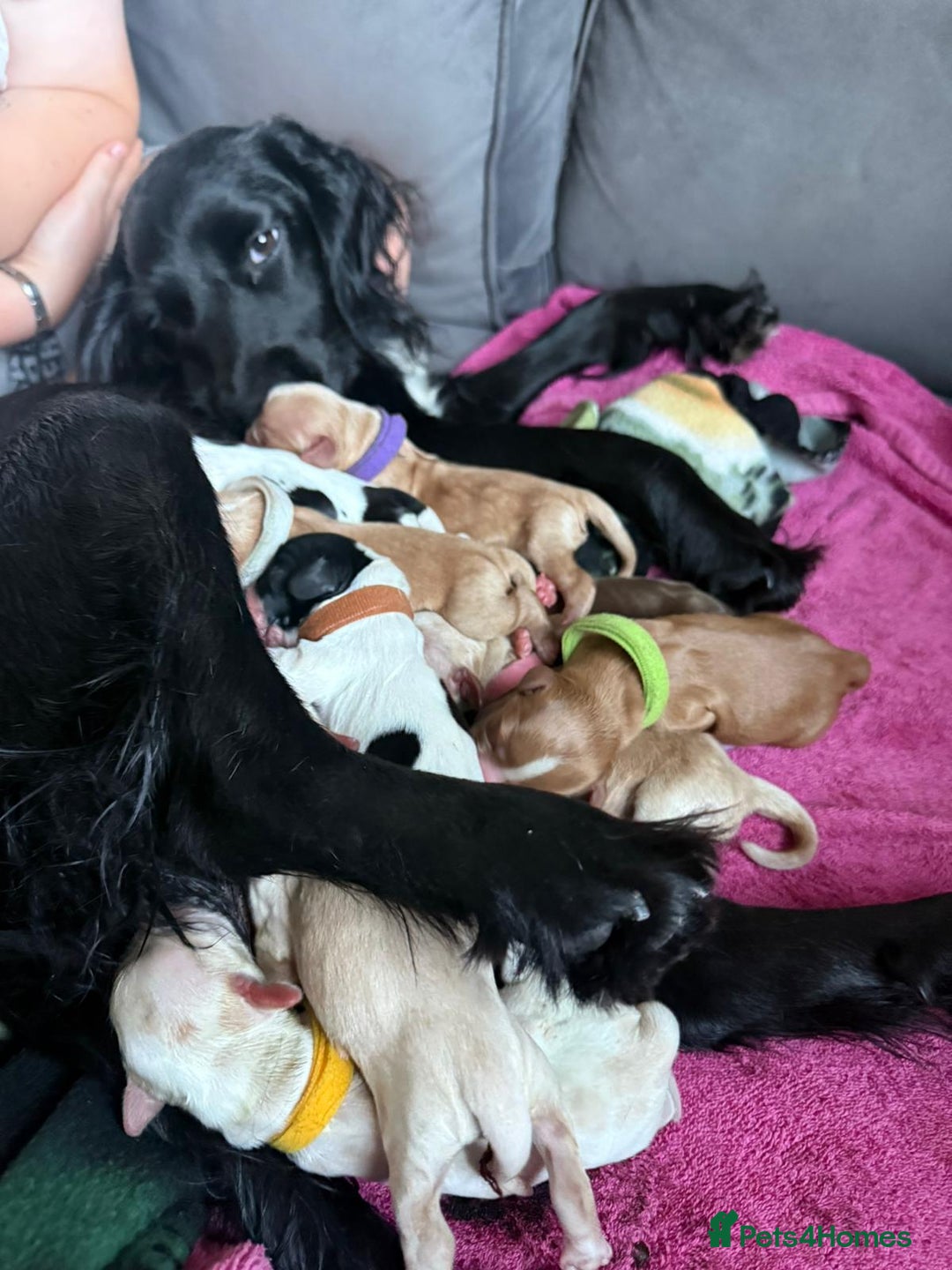 Cocker Spaniel dogs for sale: COCKER SPANIEL LITTER OF 9 IN SCARBOROUGH  - Image 2
