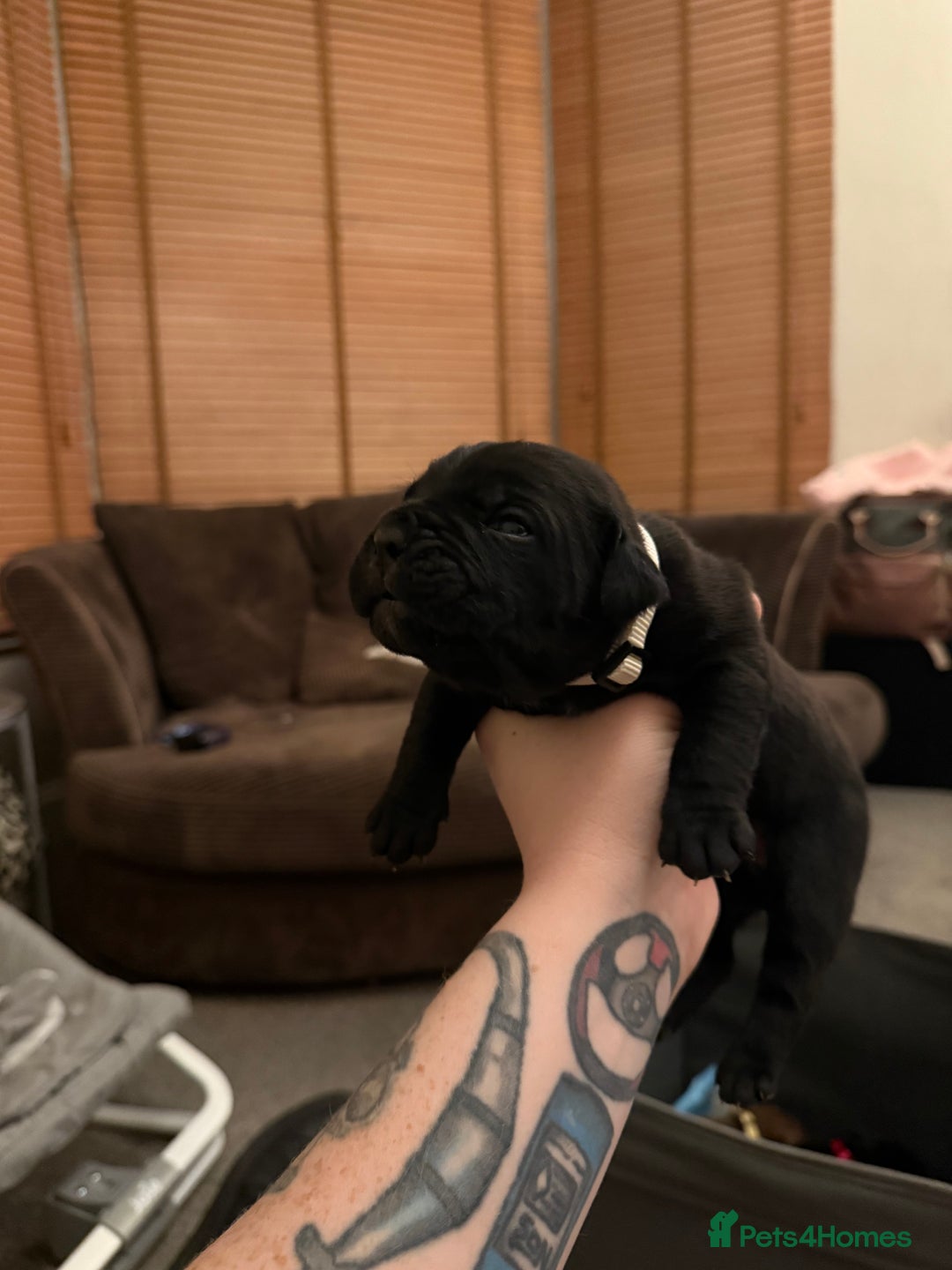 Cane Corso dogs for sale: Large Cane Corso pups - Advert 12