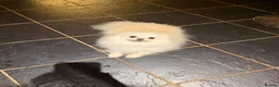 Pomeranian dogs for adoption: Very gentle 2 year old Pomeranian girl  - Advert 3