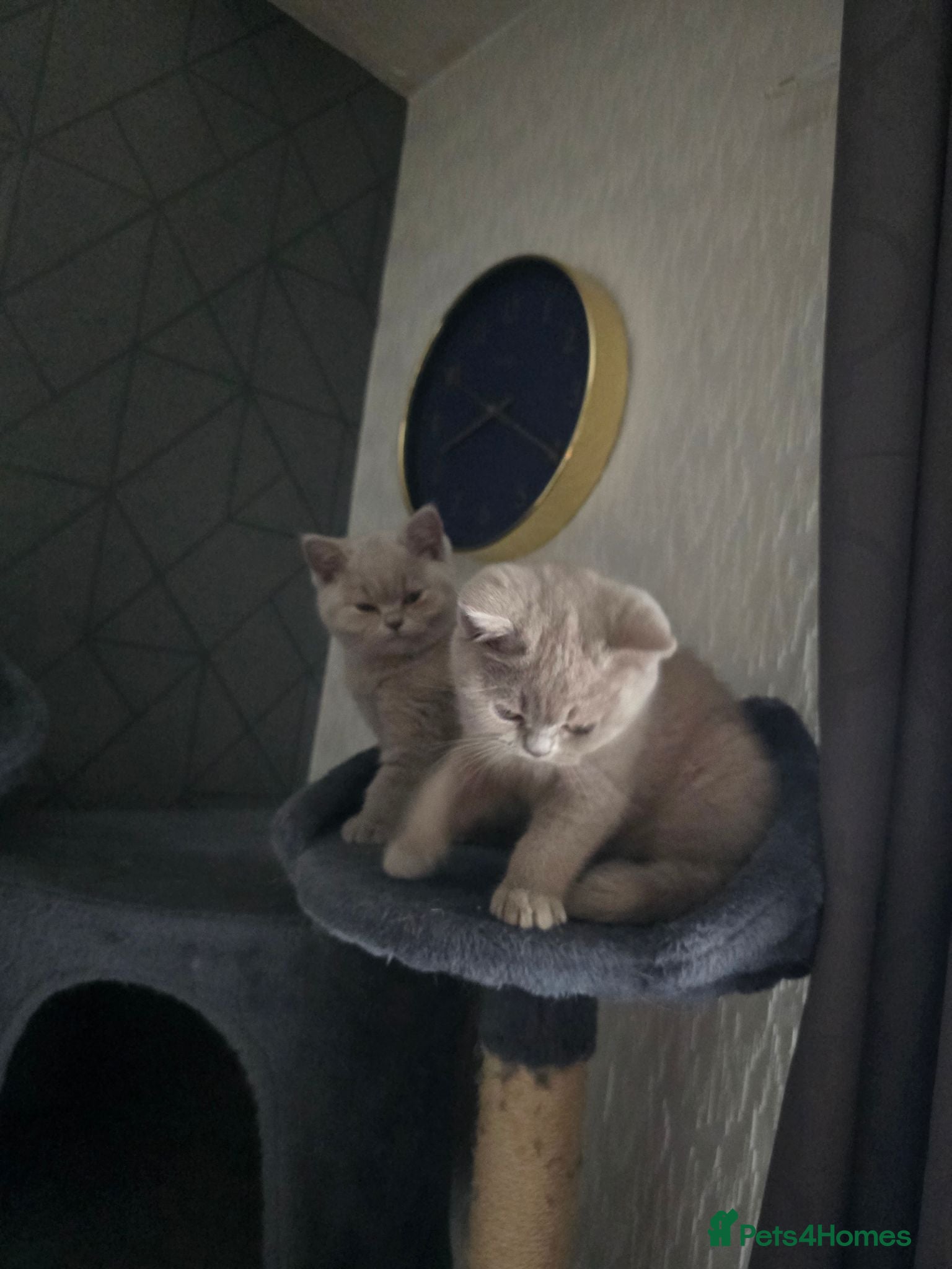 British Shorthair cats GCCF Registered British Shorthair kittens  - Advert 2
