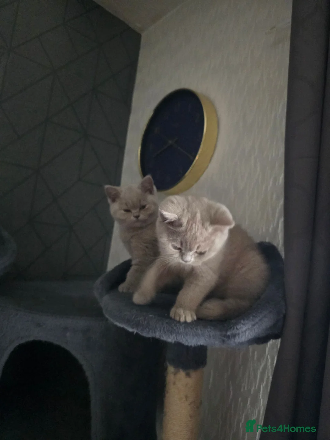 British Shorthair cats for sale: GCCF Registered British Shorthair kittens  - Advert 2