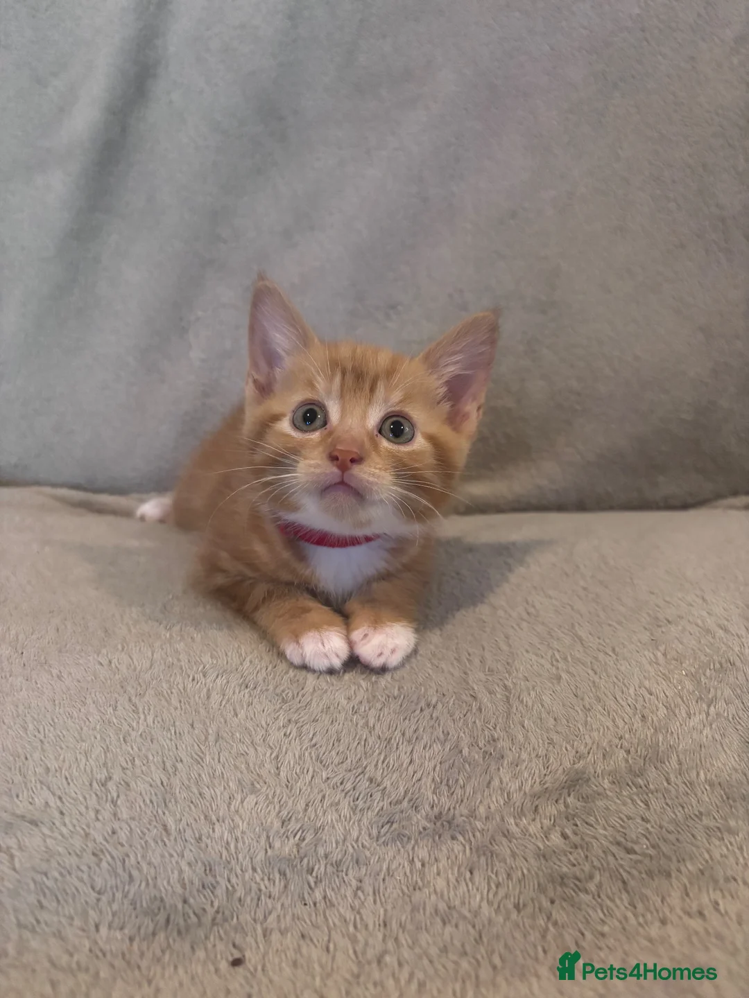 Domestic Shorthair cats for sale: GORGEOUS KITTENS LOOKING FOR THEIR FOREVER HOMES - Advert 10