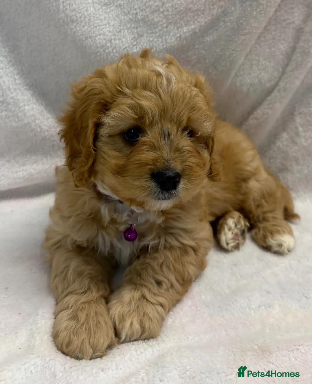 Cavapoo dogs for sale: Bred From Health Tested Parents Cavapoo Girls - Advert 2