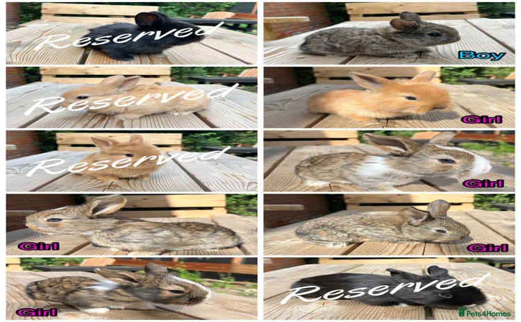 Mini Lion Lop rabbits - Advert 5