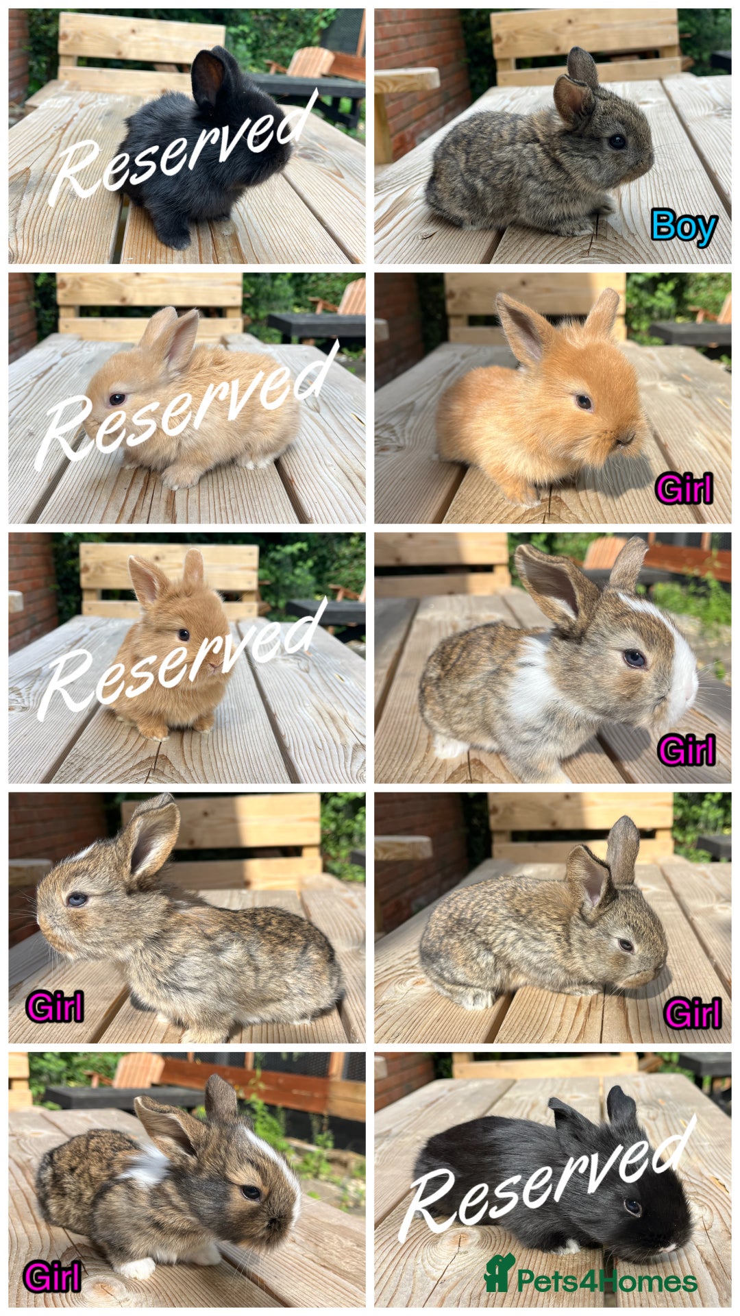 Mini Lion Lop rabbits for sale: Mini lop x Lionhead  - Image 1