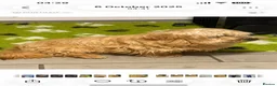 Norfolk Terrier dogs for sale: Nolfolk terrier  - Advert 3