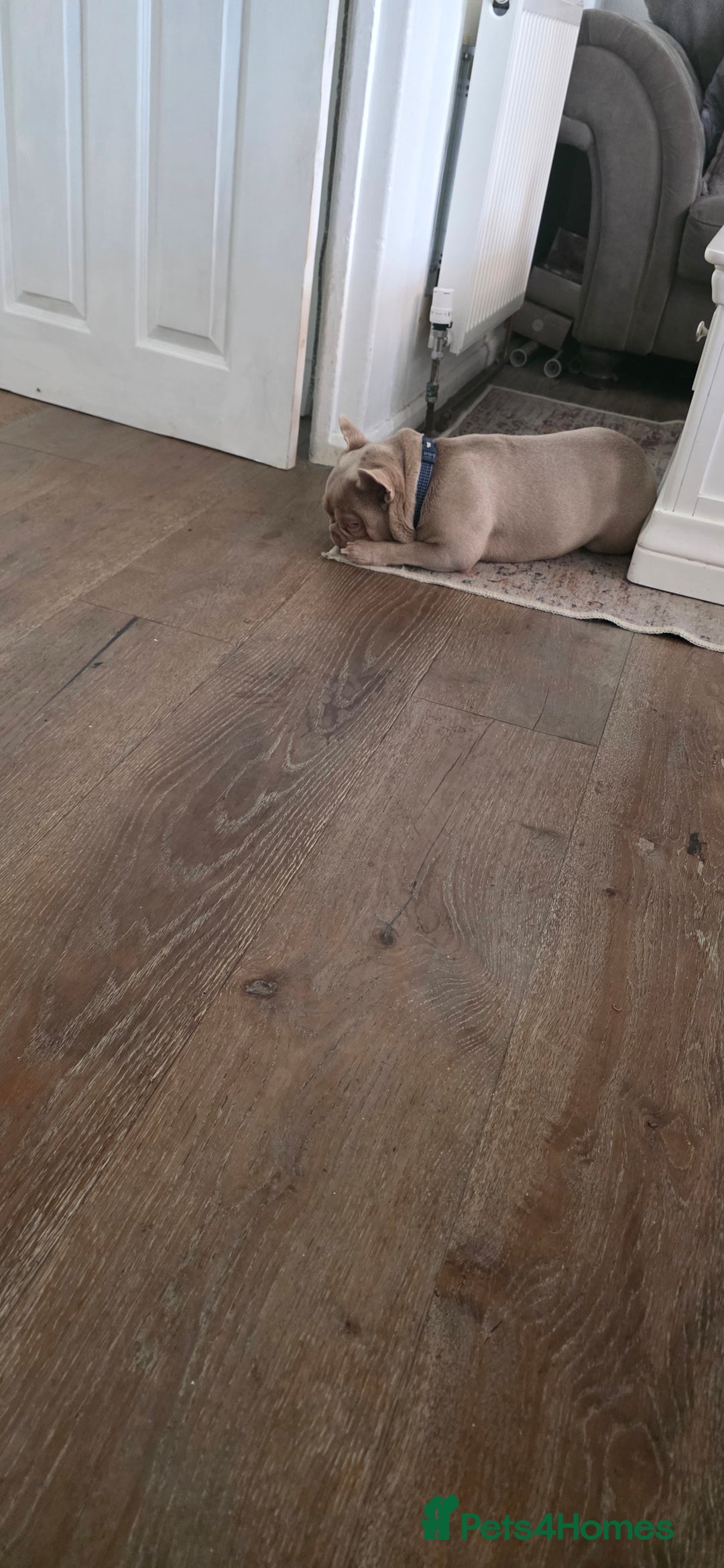 French Bulldog dogs for sale: Playful lilac frenchie 2 years old, family dog - Image 6