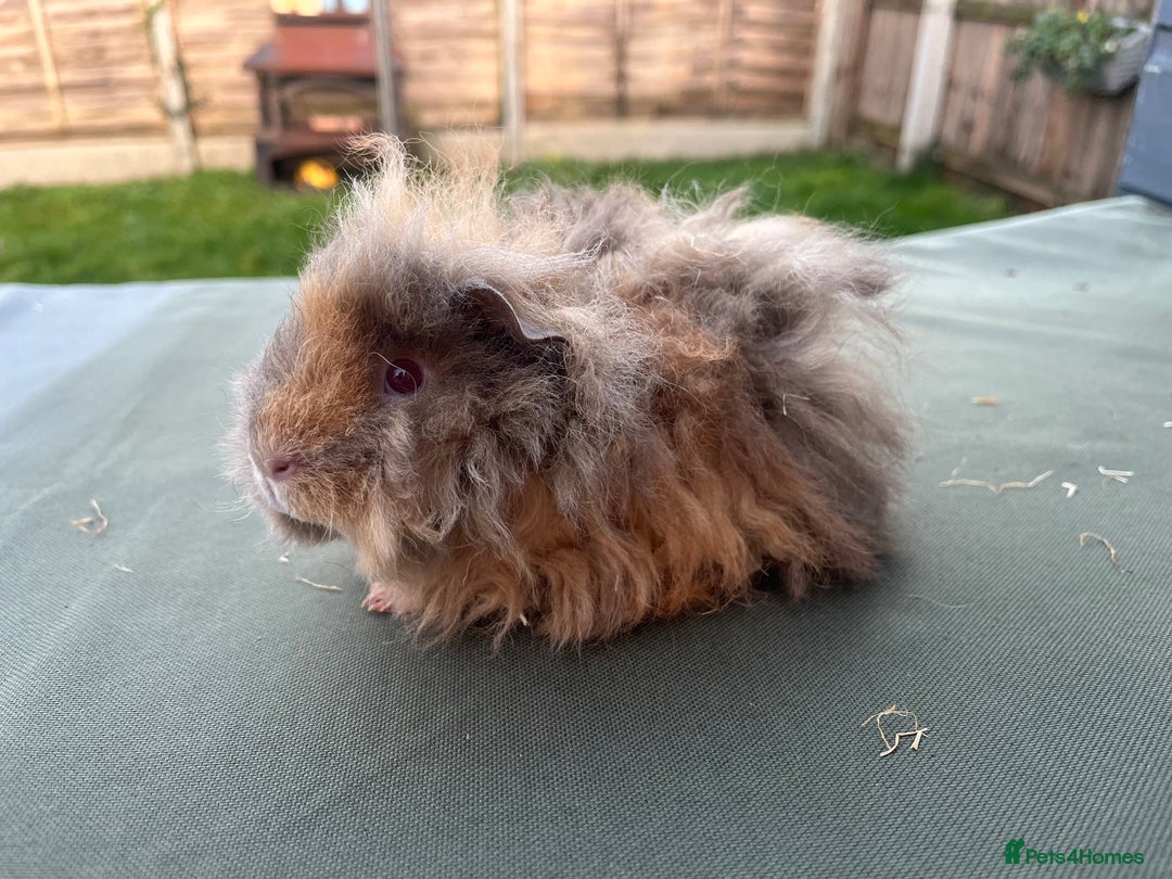 Guinea Pig rodents for sale: ALPACA SISTER PAIR. Born in Nov not Dec 🤦‍♀️🤣 - Advert 2
