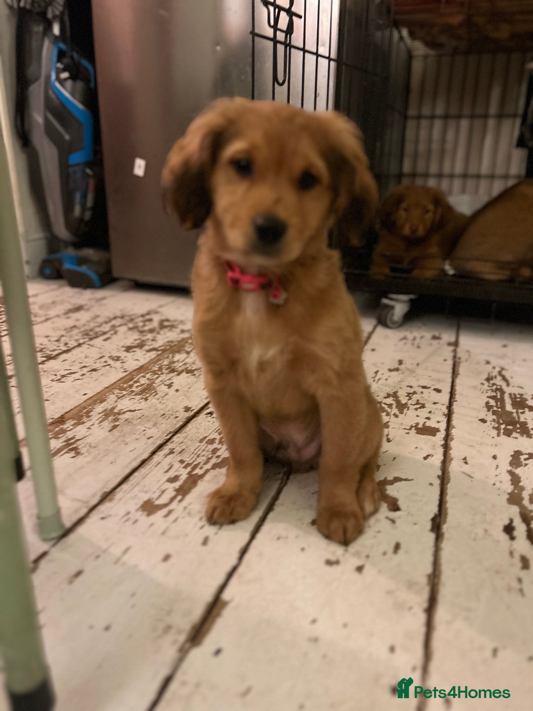 Mixed Breed dogs for sale: Pomeranian/ cocker spaniel cross  - Advert 9