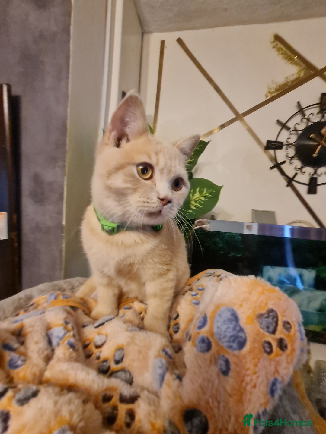 British Shorthair cats for sale: GCCF kittens ready 2 leave now - Advert 9