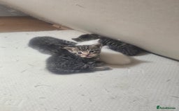 Abyssinian cats for sale: Georgeta  - Image 4