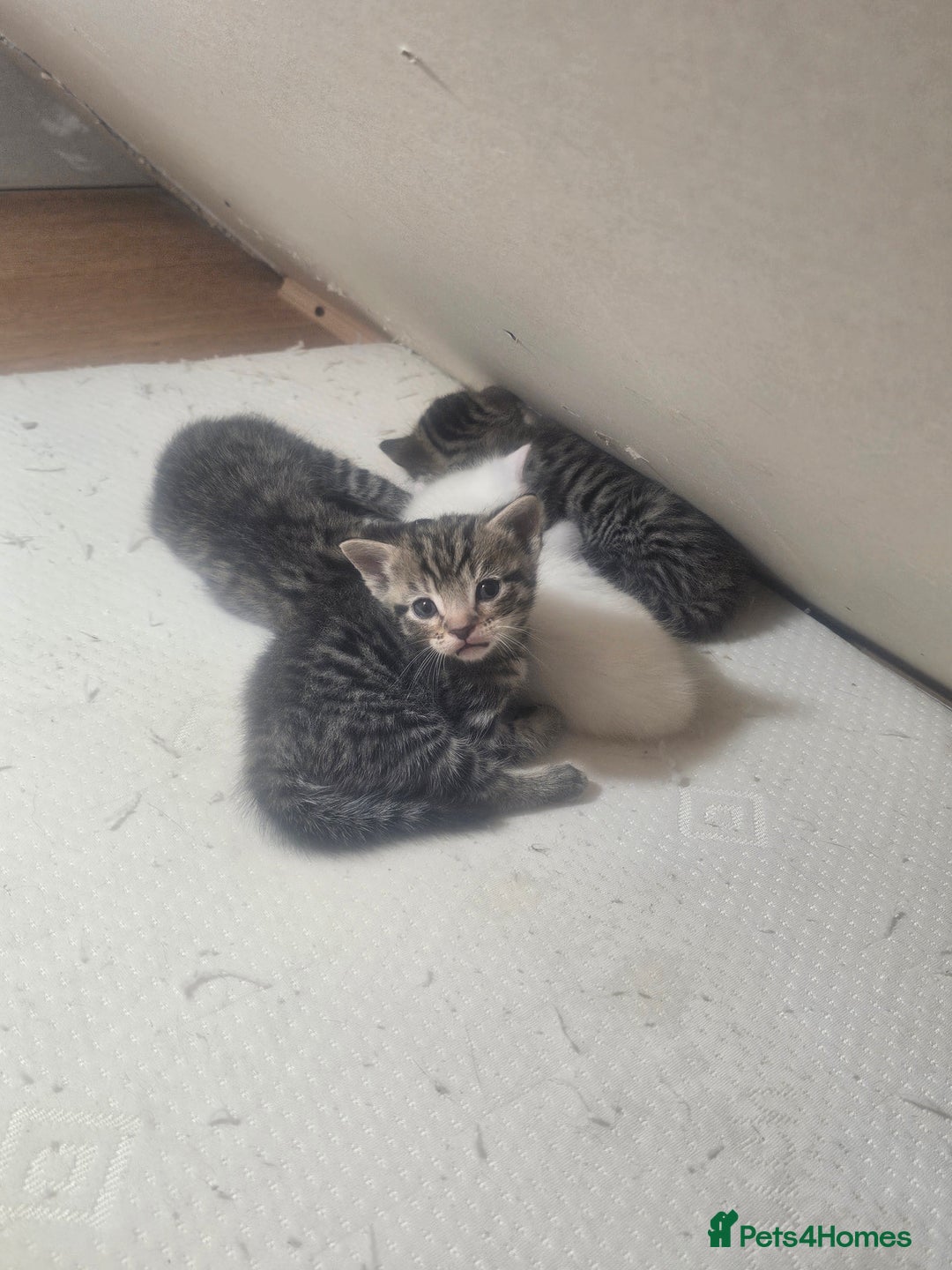 Abyssinian cats for sale: Georgeta  - Image 4